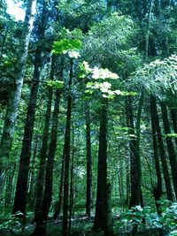 View of trees in forest