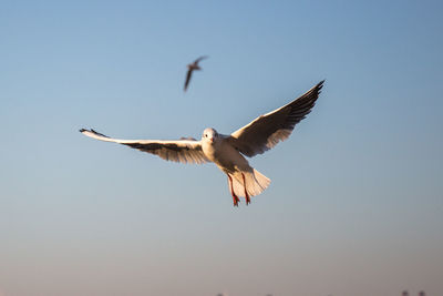 Low angle view of seagull flying in sky