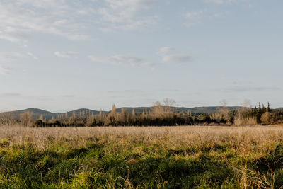 Scenic view of field against sky