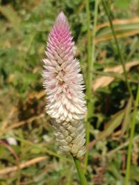 Close-up of thistle blooming on field