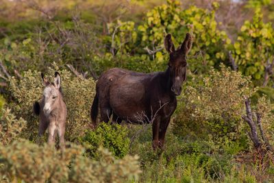 Herd of a horse