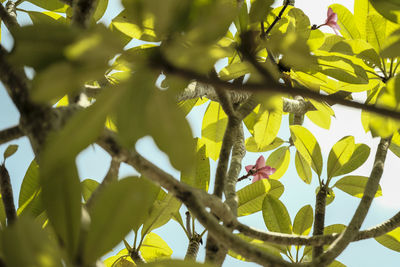 Low angle view of bird on branch of tree