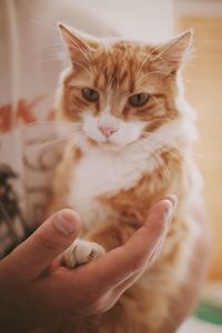 Close-up of hand holding cat