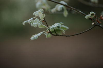 Close-up of plant