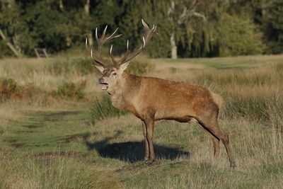 A rutting red deer stag 
