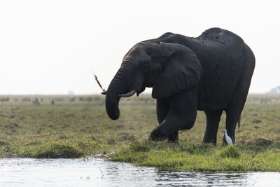 View of elephant on grassy field against sky