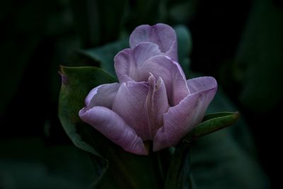 Close-up of pink rose flower