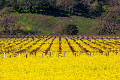 Scenic view of agricultural field