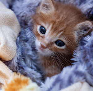 Close-up portrait of kitten