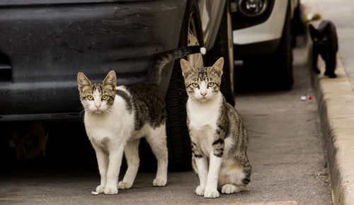 Portrait of cats sitting outdoors