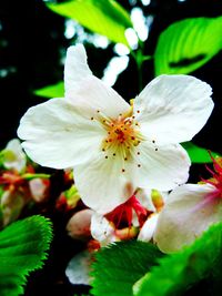 Close-up of white flowers