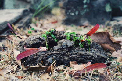 Close-up of plant growing on ground