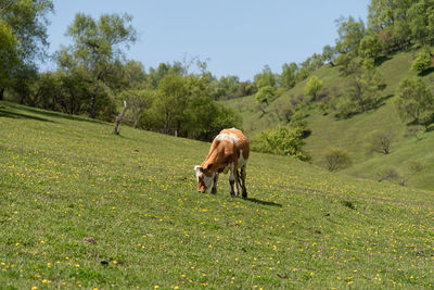 Full length of a horse grazing on field