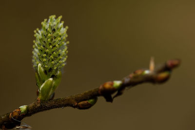 Close-up of plant