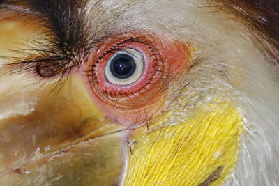 Close-up of bird