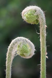 Curled green ferns