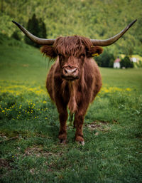 Cow standing on field