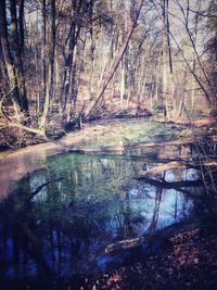 Scenic view of lake in forest