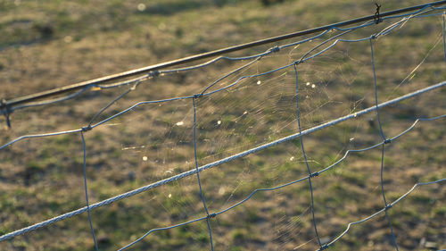 Close-up of wet spider web on field