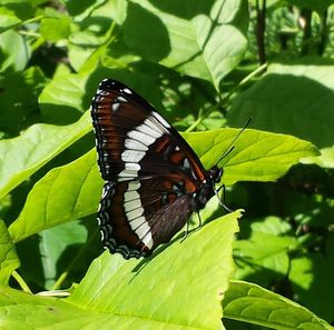 Butterfly perching on leaf