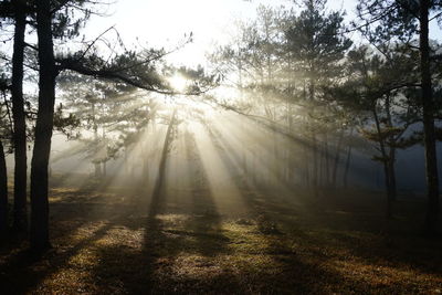 Sunlight streaming through trees in forest against bright sun