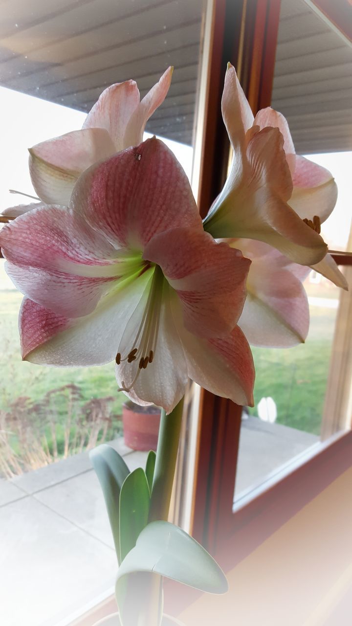 flower, plant, close-up, indoors, pink color, no people, petal, orchid, fragility, day, flower head, nature