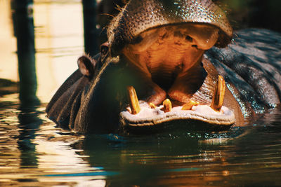 Close-up of a turtle in the lake