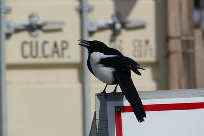 Close-up of bird perching on wall