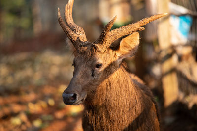 Close-up of deer