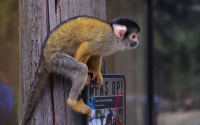 Monkey on tree