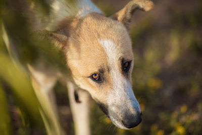 Close-up of a dog looking away