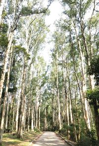 Footpath amidst trees in forest