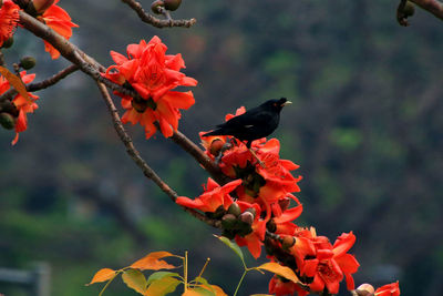 Close-up of butterfly on flower