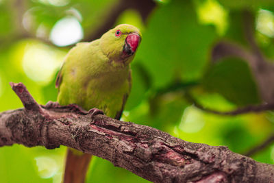 Close-up of a bird perching on branch