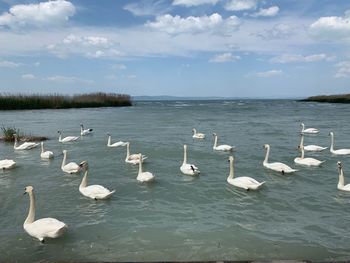 Swans floating on sea against sky