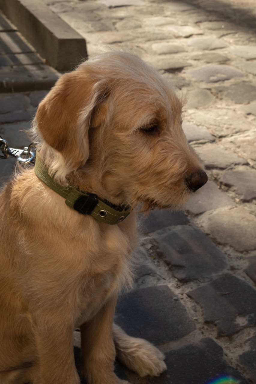 pet, animal themes, animal, one animal, domestic animals, mammal, canine, dog, puppy, golden retriever, beach, retriever, no people, looking, nature, land, water, looking away, sand, outdoors, day