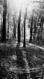 Trees in forest