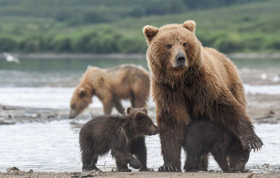 Grizzly bear family at lakeshore