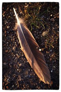 High angle view of feather