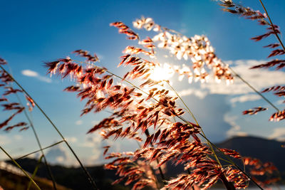 Low angle view of leaves on field against sky