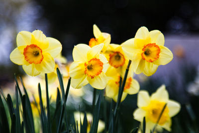 Close-up of yellow flowering plants on field