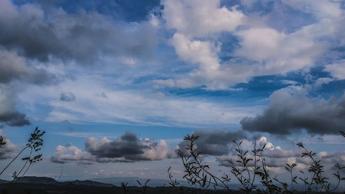 Low angle view of trees against sky
