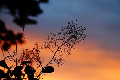 Low angle view of plant against sky