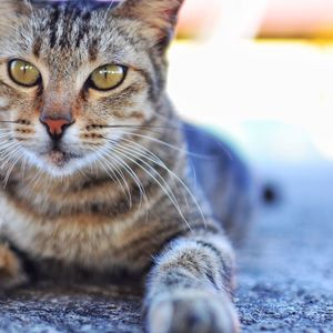 Close-up portrait of a cat