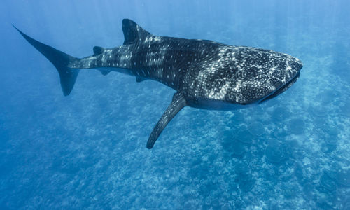Whale shark wide angle photo, maldives