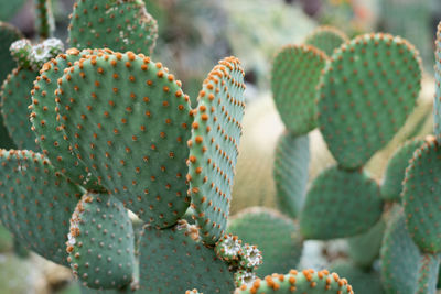 Close-up of cactuses