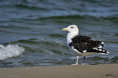 Close-up of seagull perching on a sea