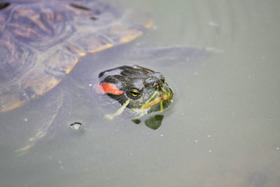 High angle view of turtle swimming in water