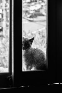 Cat looking through window