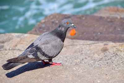 Close-up of pigeon